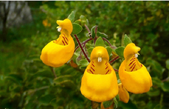 hoatuoi360-tim-hieu-nhung-loai-hoa-doc-la-tren-the-gioi-11